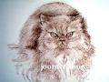 zhun-journet - animal 动物