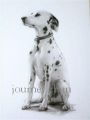 zhun-journet - animal 动物
