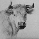 zhun-journet - animal 动物