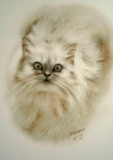 zhun-journet - animal 动物