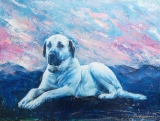 zhun-journet - animal 动物